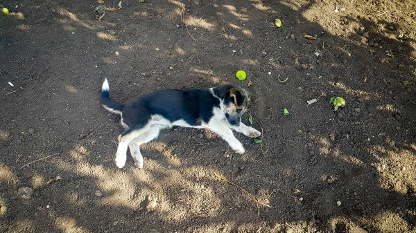 Маленькая Черно Белая Собака Играет Земле — стоковое фото