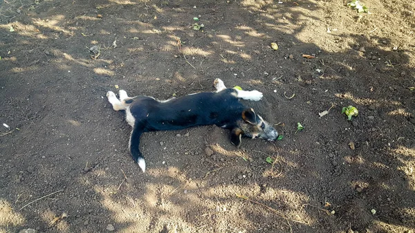 Pequeno Cão Preto Branco Brincando Chão — Fotografia de Stock