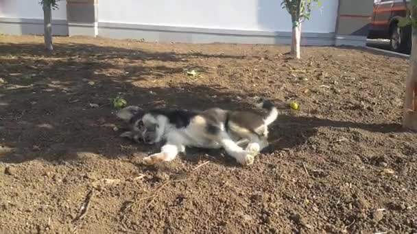 Pequeño Perro Blanco Negro Jugando Suelo — Vídeos de Stock