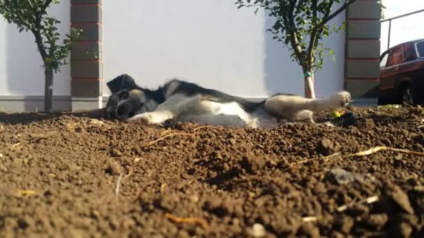 Pequeño Perro Blanco Negro Jugando Suelo — Vídeos de Stock