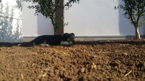 Little Black White Dog Playing Ground — Stock Video