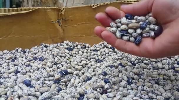 Mano Recoge Frijoles Caja Frijoles Sipay Espalda — Vídeo de stock