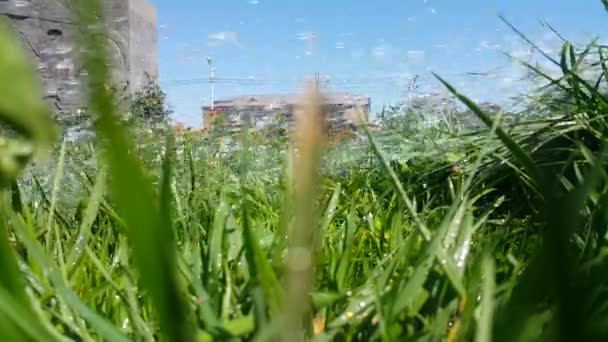 Grünes Frisches Gras Tropfen Auf Sie Gießen Von Wasser Für — Stockvideo