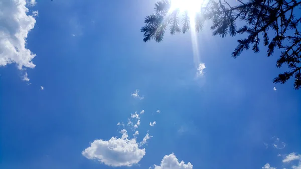 Belo Galho Árvore Natal Fundo Azul Escuro Céu Nuvens Brancas — Fotografia de Stock