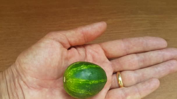 Pequeño Pepino Las Mangas Pero Pepino Muy Similar Una Pequeña — Vídeos de Stock