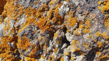 Altın ve turuncu likenler ve kaya üzerinde bir böcek.