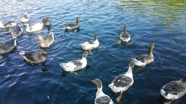 一群鸭子在湖里游泳 吃着游客扔的玉米 浸在水中 吃着在亚美尼亚旅游城市耶尔穆克拍摄的青苔 — 图库照片