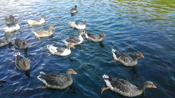 Eine Gruppe Von Enten Schwimmt See Und Isst Popcorn Das — Stockfoto