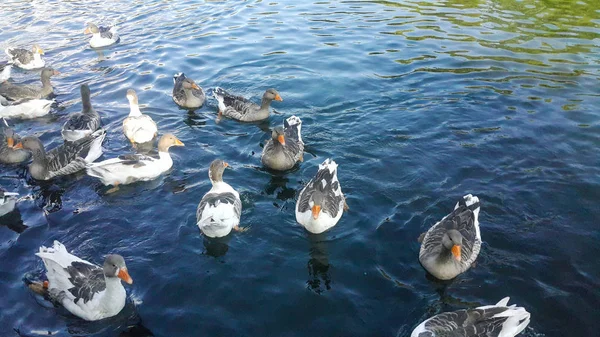 Eine Gruppe Von Enten Schwimmt See Und Isst Popcorn Das — Stockfoto