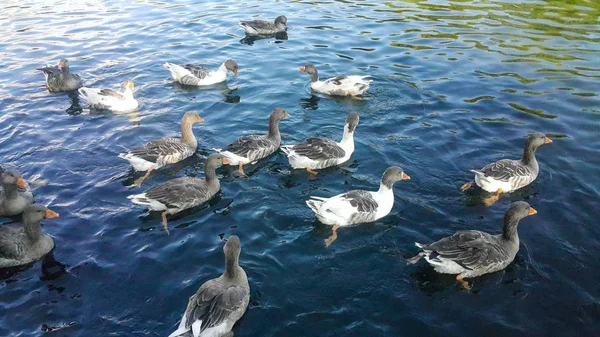 Eine Gruppe Von Enten Schwimmt See Und Isst Popcorn Das — Stockfoto