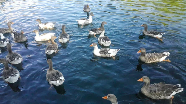 Group Ducks Swim Lake Eating Thrown Tourists Pop Corn Immersed — Stock Photo, Image
