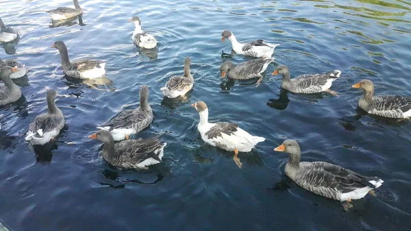 一群鸭子在湖里游泳 吃着游客扔的玉米 浸在水中 吃着在亚美尼亚旅游城市耶尔穆克拍摄的青苔 — 图库照片