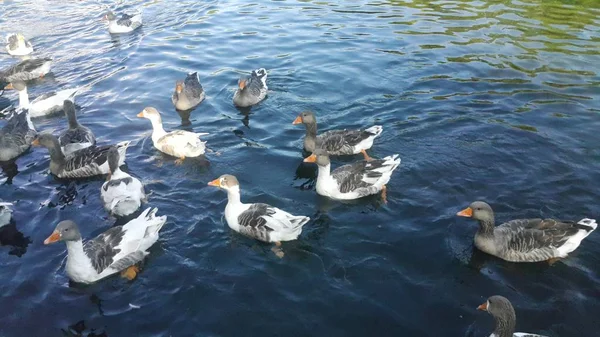 Eine Gruppe Von Enten Schwimmt See Und Isst Popcorn Das — Stockfoto