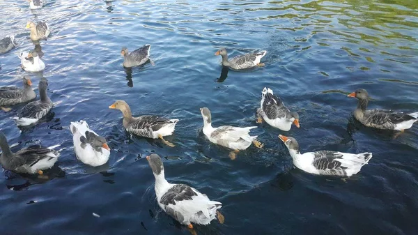 一群鸭子在湖里游泳 吃着游客扔的玉米 浸在水中 吃着在亚美尼亚旅游城市耶尔穆克拍摄的青苔 — 图库照片
