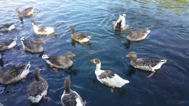 Sekelompok Bebek Berenang Danau Dan Makan Dilemparkan Oleh Wisatawan Pop — Stok Video