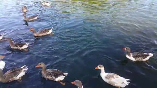 Μια Ομάδα Από Πάπιες Κολυμπούν Στη Λίμνη Και Τρώνε Πέταξαν — Αρχείο Βίντεο