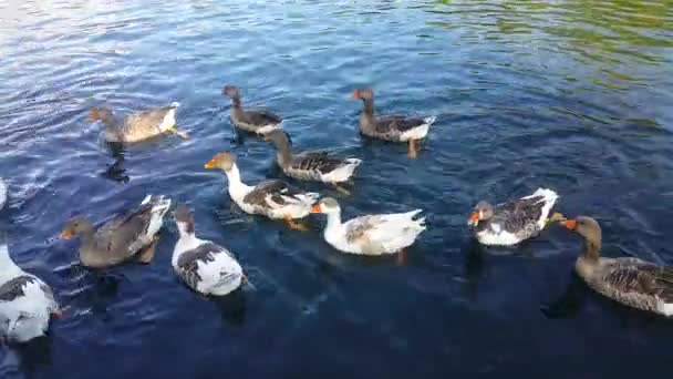 一群鸭子在湖里游泳 吃着游客扔的玉米 浸在水中 吃着在亚美尼亚旅游城市耶尔穆克拍摄的青苔 — 图库视频影像