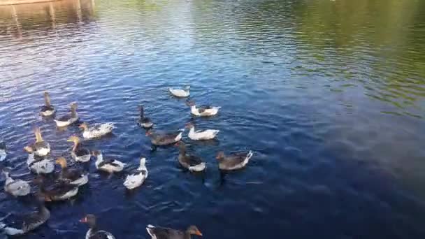 Група Качок Плавати Озері Їдять Туристи Поп Кукурудза Занурені Воду — стокове відео
