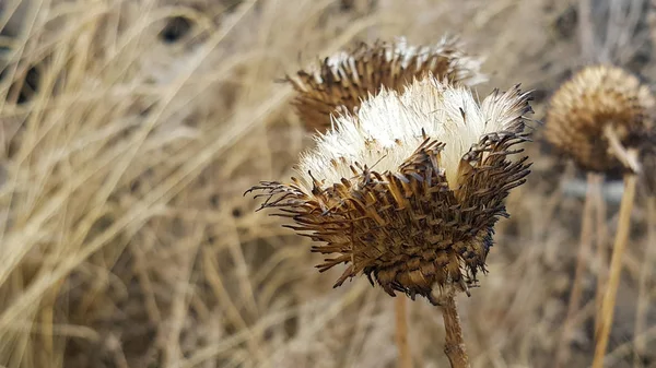 Flor Espinhosa Seca Levemente Queimado Fora Dentro Branco Fundo Grama — Fotografia de Stock