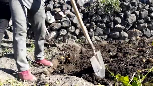 Два Чоловіки Селі Копають Лопатами Землю Щоб Збирати Картоплю — стокове відео