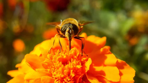 Arı turuncu bir çiçeğin üzerinde duruyor ve hortum, ön fotoğraf ve yakın plan kullanarak polen topluyor..
