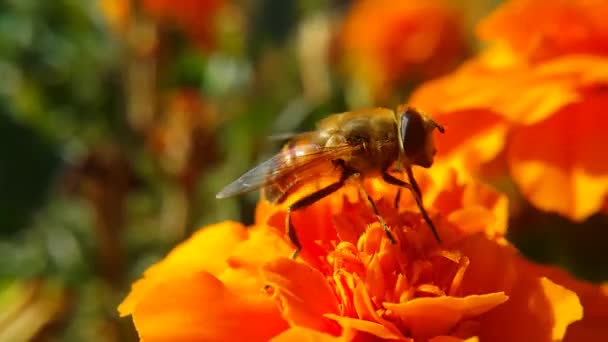Včela stojí na oranžovém květu a sbírá pyl se svým kmenem, bočním pohledem a detailním videem.