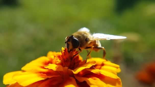 Bee Stands Orange Flower Collects Pollen Its Trunk Side View — Stock Video