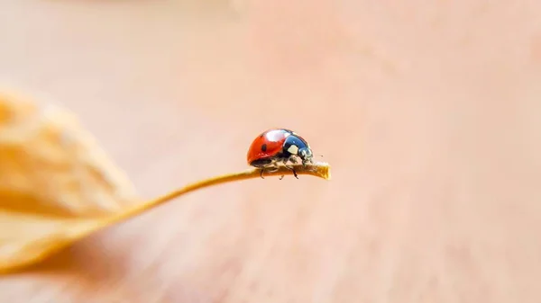 Auf Einem Trockenen Blatt Marienkäfer Geht Voran Makrofoto Konzept Zum — Stockfoto