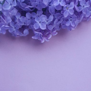 Pembe desenli arka planda leylak çiçekleri. Bahar çiçekleri. Üst manzara, düz yatış. Kopya alanı ile bahar konsepti. Kare fotoğraf.