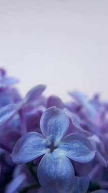 Leylak makro çiçekler. Seçici yumuşak odaklanma. Bahar çiçekleri. Üst manzara, düz yatış. Kopyalama alanı ile bahar kavramı.