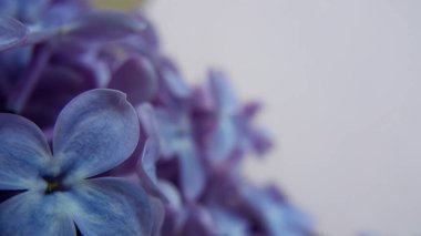 Leylak makro çiçekler. Seçici yumuşak odaklanma. Bahar çiçekleri. Üst manzara, düz yatış. Kopyalama alanı ile bahar kavramı.