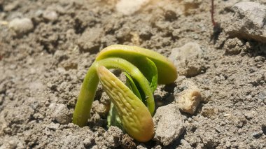 Fasulye filizi. Tohumların doğal güneş ışığında filizlenmesi.