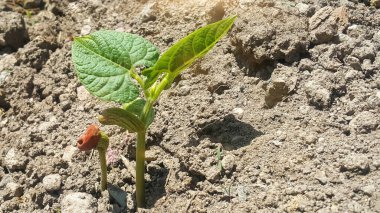Fasulye filizi. Tohumların doğal güneş ışığında filizlenmesi.