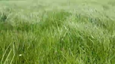 Bir çayırda, sıcak ve güneşli bir günde çimenler rüzgarda gelişir. Uzun yeşil çimenler. Güçlü rüzgar. Stres önleyici. Rahatlatıcı bir ruh hali. Çimen dalgası.
