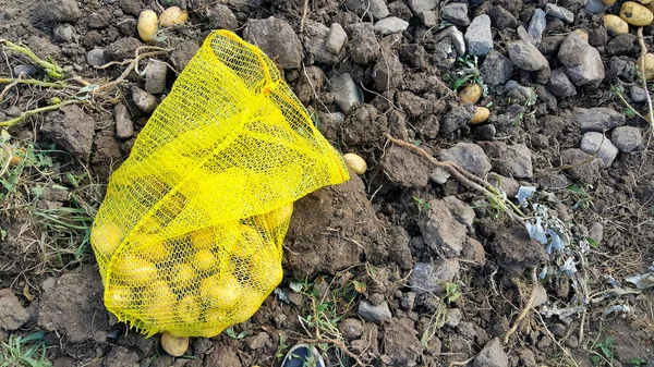 Bag of freshly picked potatoes in the field. The autumn harvest. Agriculture and farming. Organic vegetables. Harvest.