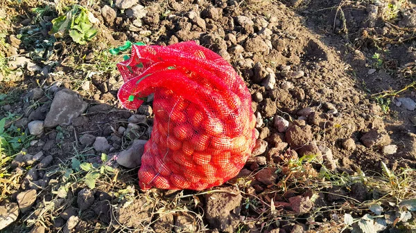Tarlada taze toplanmış patates torbası. Sonbahar hasadı. Tarım ve tarım. Organik sebzeler. Hasat et.