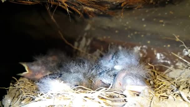 Golondrinas Jóvenes Nido Pájaros Hambrientos Cerca — Vídeo de stock