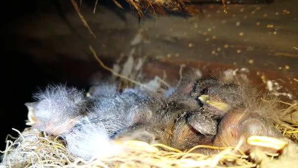 Jonge Zwaluwen Het Nest Hongerige Vogels Close — Stockvideo