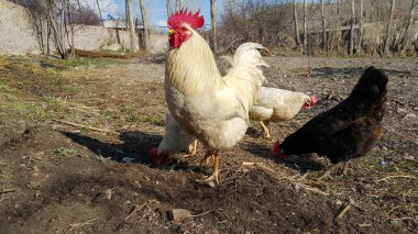 Bahçedeki beyaz horoz. Horoz gururla tavukları korur..