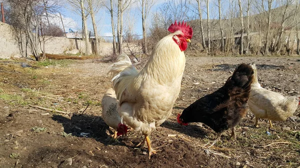 Bahçedeki beyaz horoz. Horoz gururla tavukları korur..