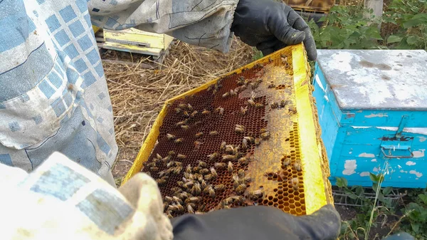 Пчеловод Защитной Рабочей Одежде Держит Соты Полные Пчел Концепция Пчеловодства — стоковое фото