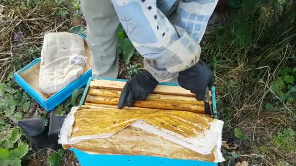 一个穿着防护服的养蜂人拿着一个蜂窝 里面塞满了蜜蜂 仔细检查它们 养蜂业的概念 — 图库视频影像