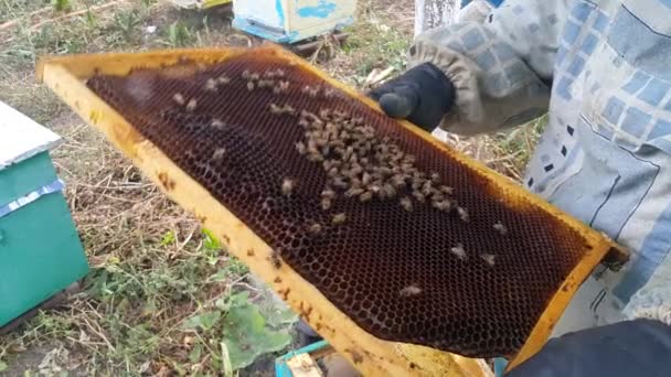 Apicultor Con Mono Protector Sostiene Panal Lleno Abejas Las Examina — Vídeo de stock