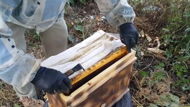 Apicultor Macacões Protetores Segura Favo Mel Cheio Abelhas Examina Conceito — Vídeo de Stock