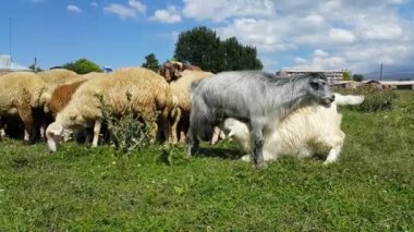 Bir koyun, kuzu ve keçi sürüsü güneşli bir günde çayırda otlar. Güzel evcil memeliler bitkilerle beslenir. Önde keçi çocuk annesinin sütünü içiyor..