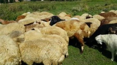 Bir koyun, kuzu ve keçi sürüsü güneşli bir günde çayırda otlar. Güzel evcil memeliler bitkilerle beslenir..
