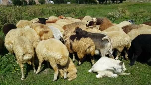 在阳光明媚的日子 一群羊 羊羔和山羊在草地上吃草 美丽的家养哺乳动物以植物为食 — 图库视频影像