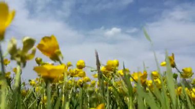 Vahşi sarı çiçekler rüzgarda savruluyor. Uçuşun arka planı. Stres önleyici geçmiş. Sakinleştirici video. 4K VIDEO.