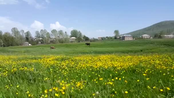 Vilda Gula Blommor Fladdrar Vinden Bakgrund Till Flygningen Stress Bakgrund — Stockvideo