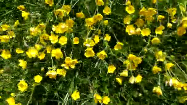 Άγρια Κίτρινα Λουλούδια Πεταρίζουν Στον Άνεμο Ιστορικό Της Πτήσης Αντι — Αρχείο Βίντεο